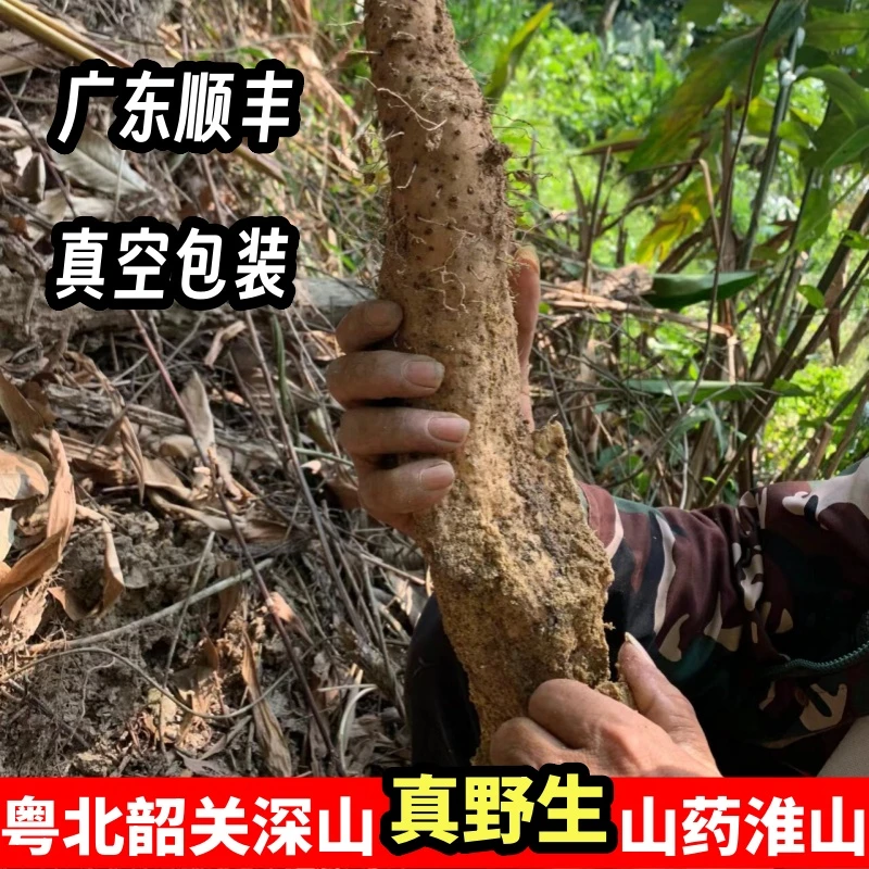 广东韶关大深山新鲜纯野生山药淮山铁棍广西云南老怀山薯煲汤农家
