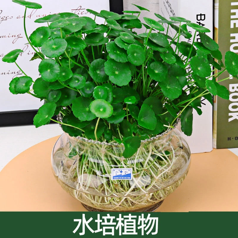 铜钱草水培植物鱼缸大叶水栽水养绿植带盆土培水草客厅室内外花卉