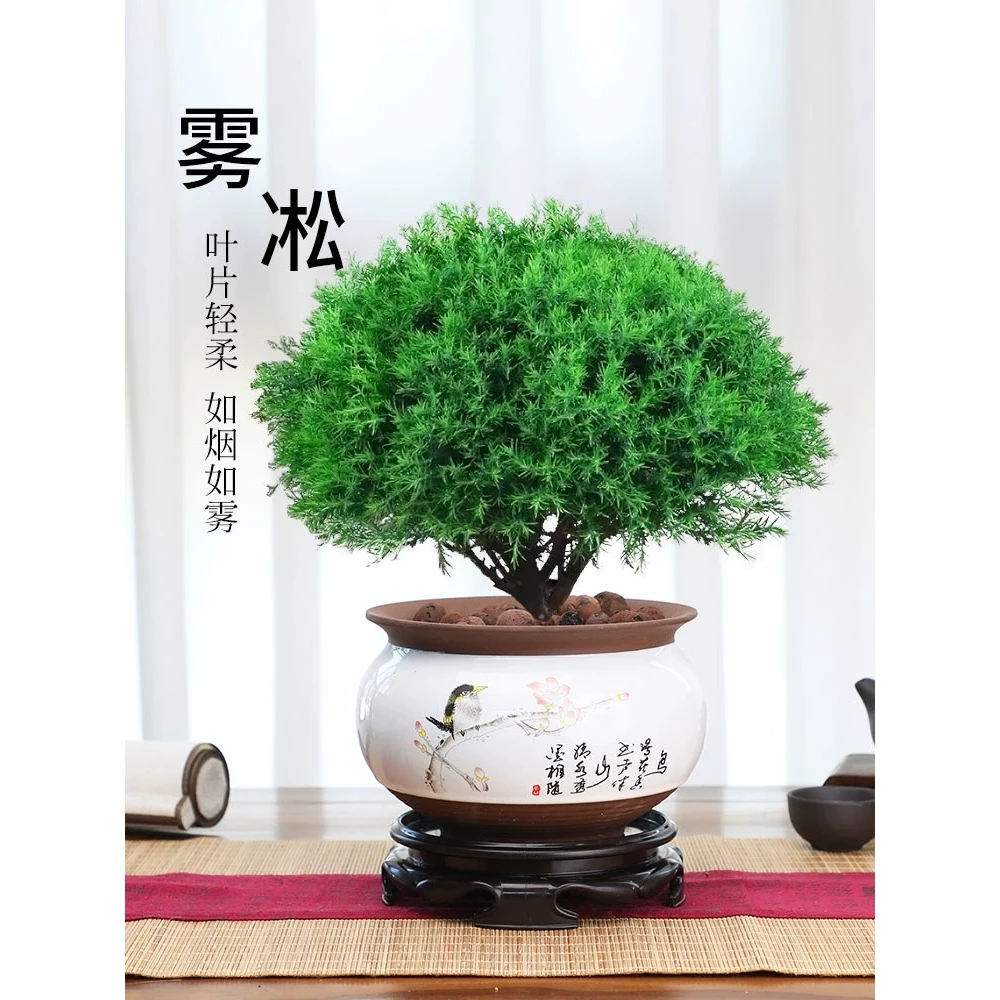 雾凇盆栽植物四季常青室内阳台庭院好养易活桌面绿色盆景绿植松树