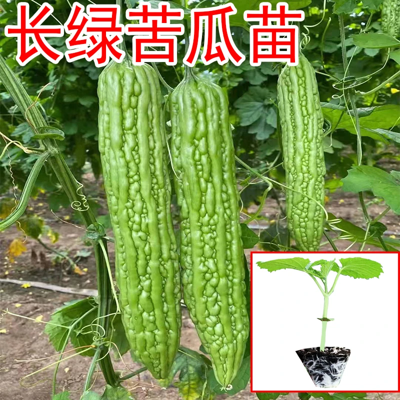 长绿苦瓜苗带土秧苗四季种植春季蔬菜秧苗翠绿苦瓜苗种子耐寒耐热