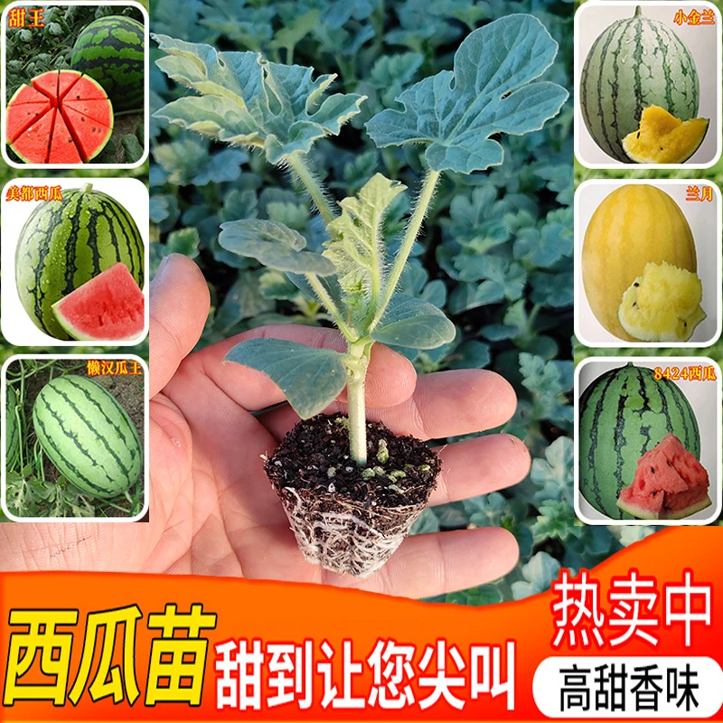 各种蔬菜苗季节苗茄子苗番茄苗圣女果苗西瓜苗甜瓜苗黄瓜苗空心菜