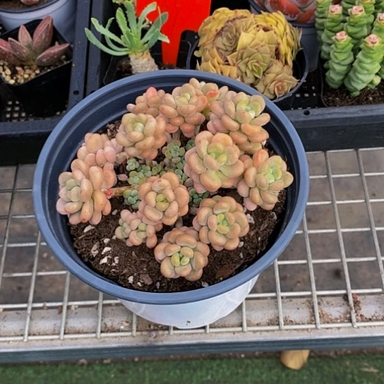 伯克利的故事是一个充满童话