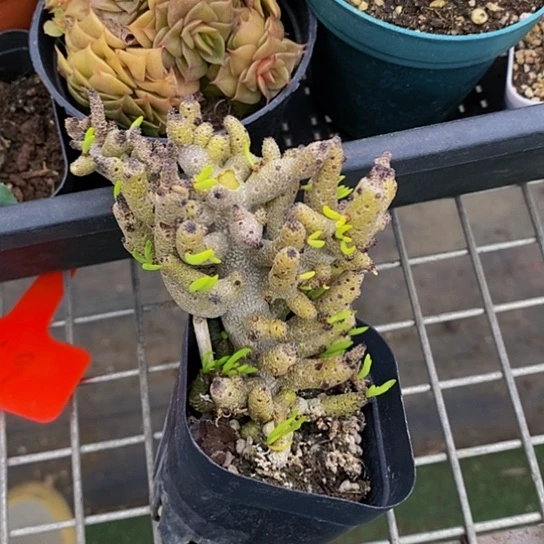 伯克利和格蕾纳等著名
