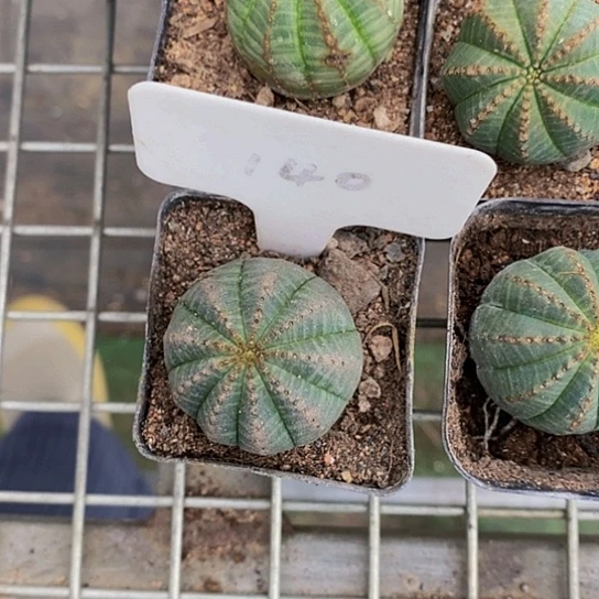 咸*黄伯克利和格蕾纳等著名