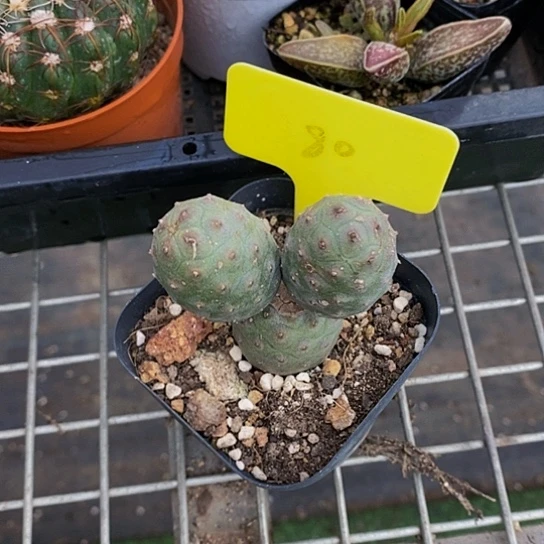 伯克利的故事是在他