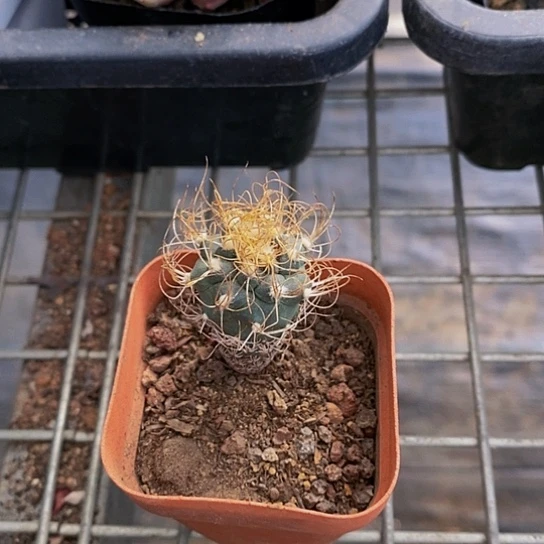 伯克利的故事是一个人