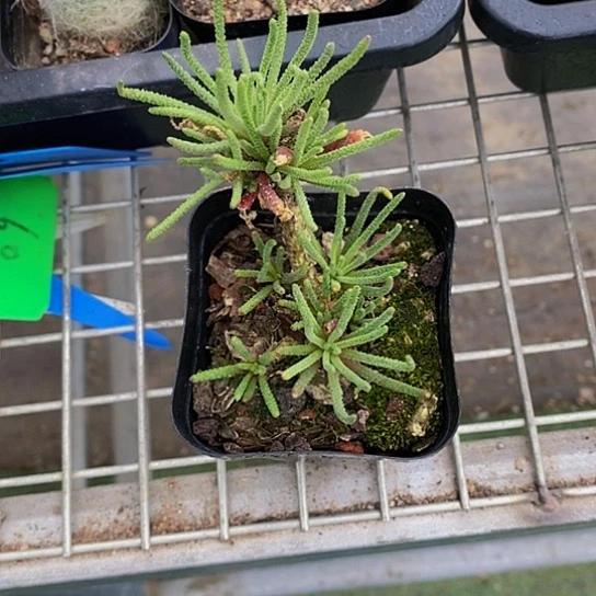 伯克利和格蕾纳等著名