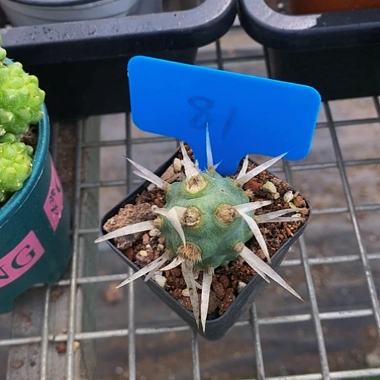 伯克利的故事是在一次偶然