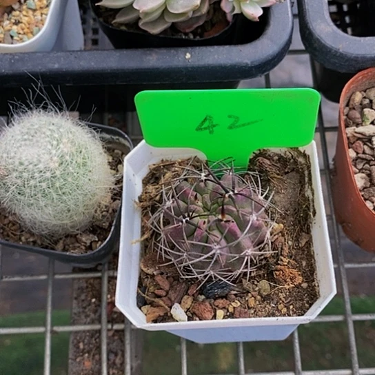 伯克利和他女朋友在一起了