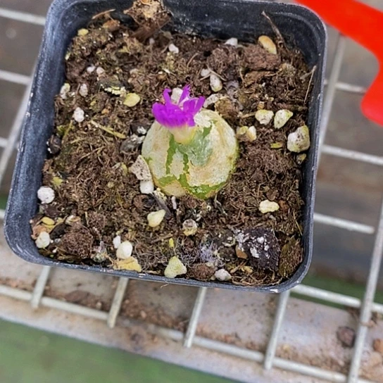 伯克利和格兰的故事