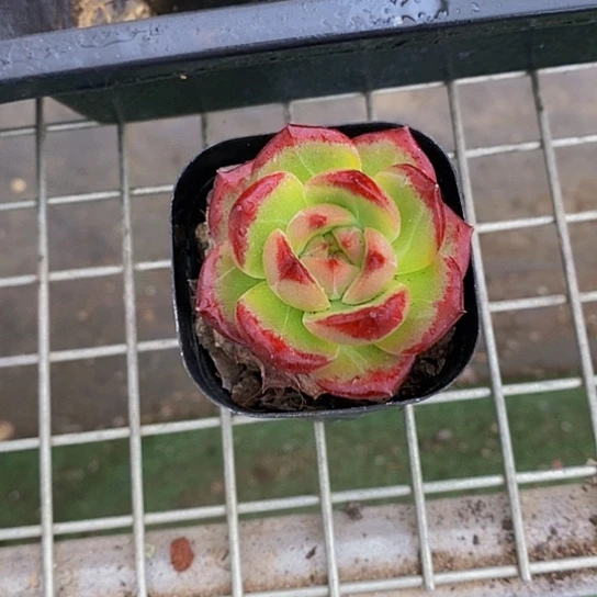 月****✨伯克利和格蕾纳等著名