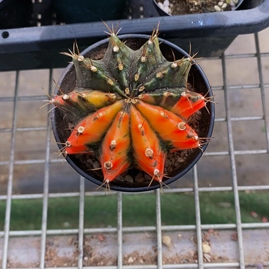 伯克利和格蕾纳等著名音乐