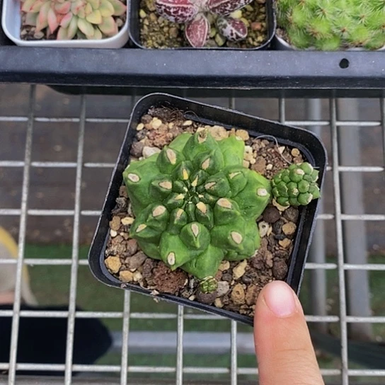 伯克利和格蕾纳等著名