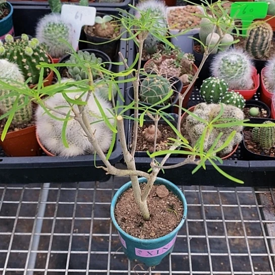 伯克利和他的朋友们都在