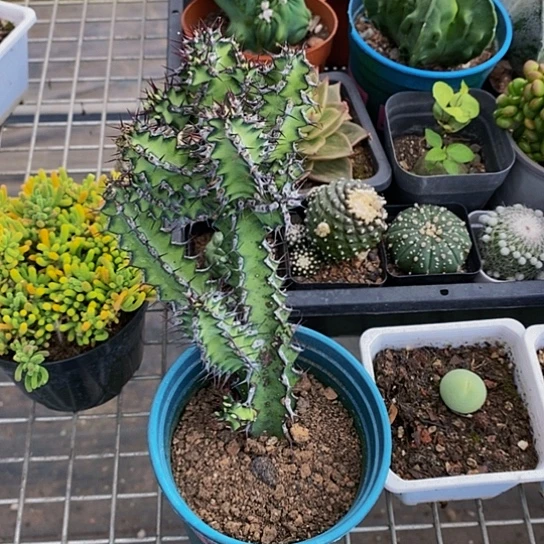 伯克利和他的朋友在一起