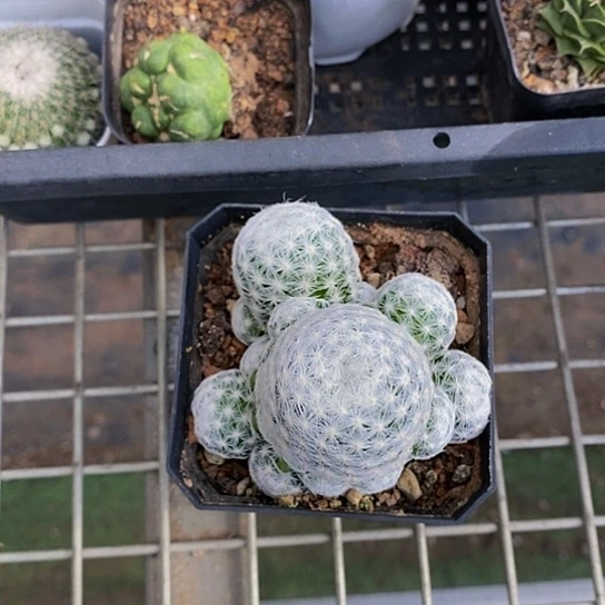 伯克利的故事是在他与