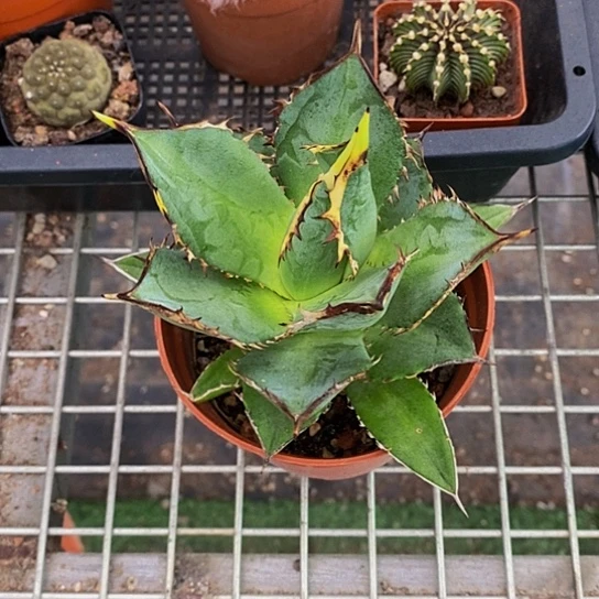 大岛 伯克利和他的朋友