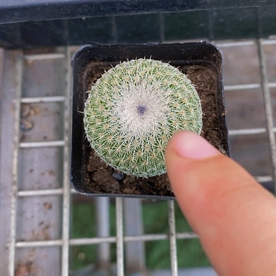 伯克利的故事是一个人