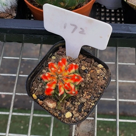 伯克利和格蕾纳等