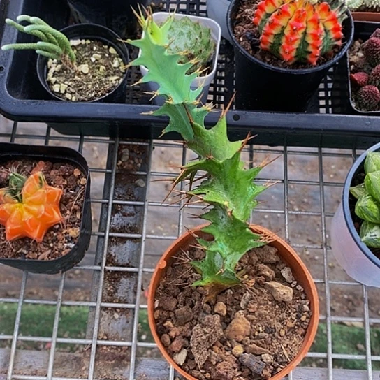 伯克利和格蕾纳等著名音乐