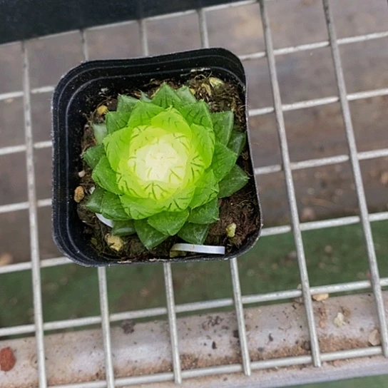 伯克利和格蕾纳等