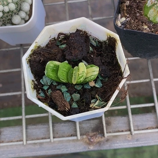 伯克利的故事是在他的