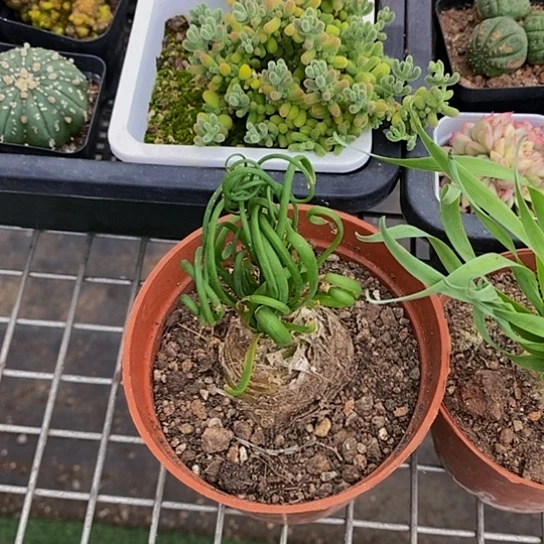 伯克利和格蕾纳等著名