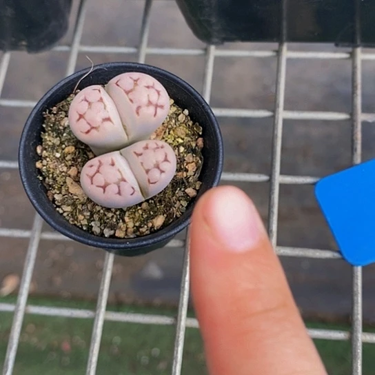 伯克利和格兰两位著名