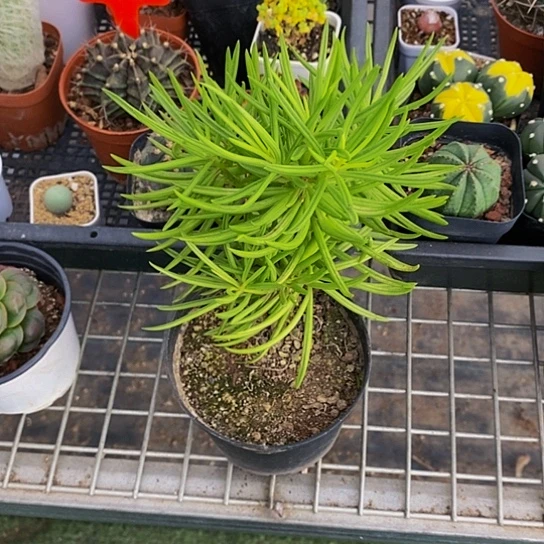 人****~伯克利和格蕾纳等著名音乐