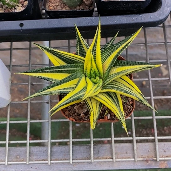 伯克利和他的朋友们