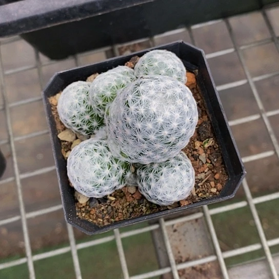 伯克利和格兰的故事也是