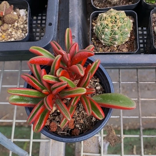 伯克利和格蕾纳等著名