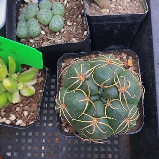 伯克利的故事也很精彩很