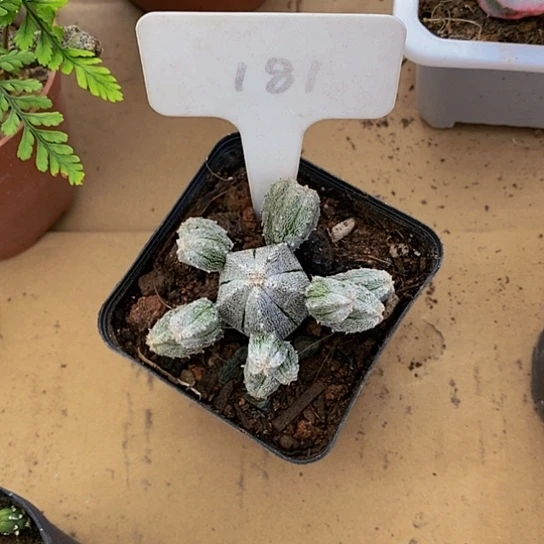 伯克利和格蕾纳等