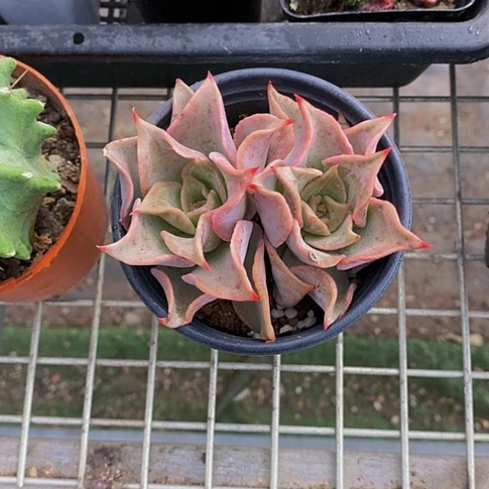 伯克利和格兰的故事是