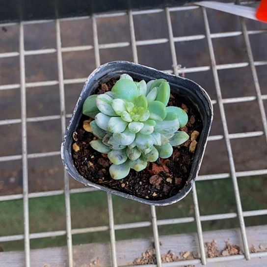 伯克利和他的朋友在