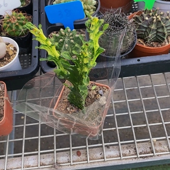 伯克利和格兰的故事也