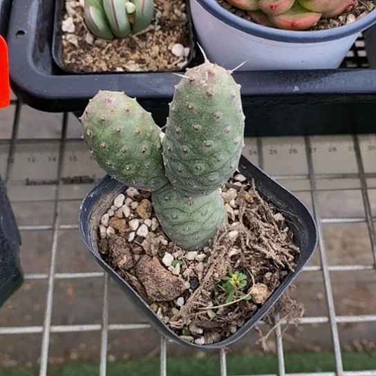 伯克利的故事也很精彩很