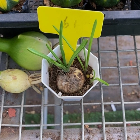 生*片伯克利的故事是一个