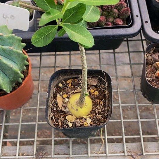 伯克利的故事是一个人