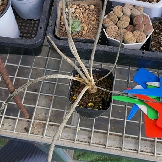 伯克利的故事也很精彩很