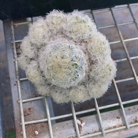 伯克利和他的朋友们