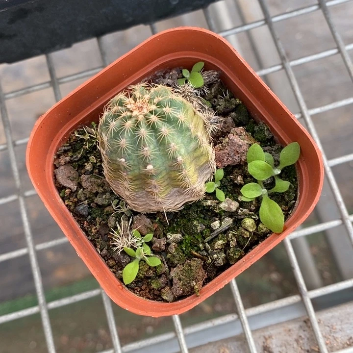 伯克利的故事也很精彩很