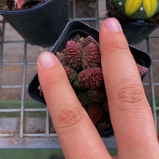 豪*伯克利和格蕾纳等著名