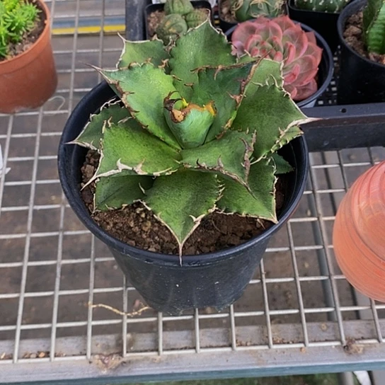 伯克利和格蕾纳等著名音乐