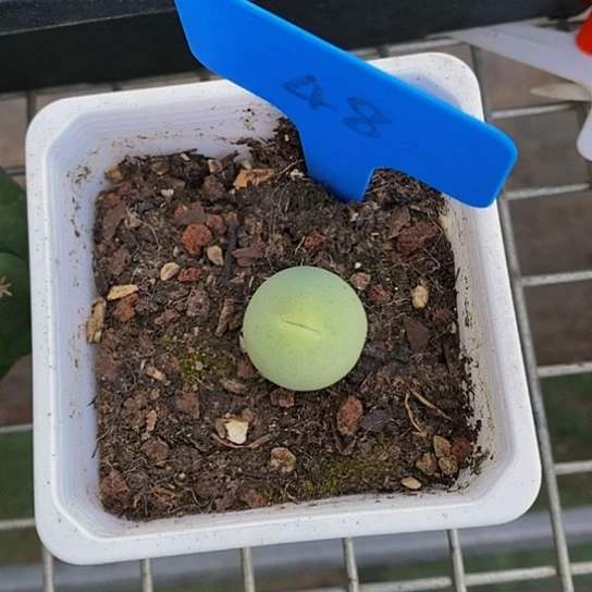 伯克利和格蕾纳等著名