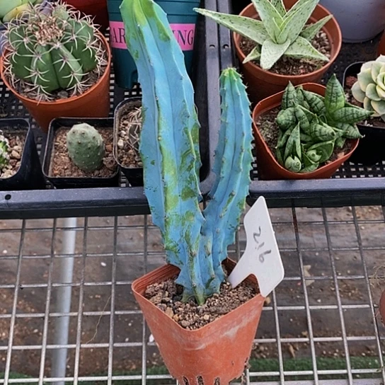 伯克利和格蕾纳等