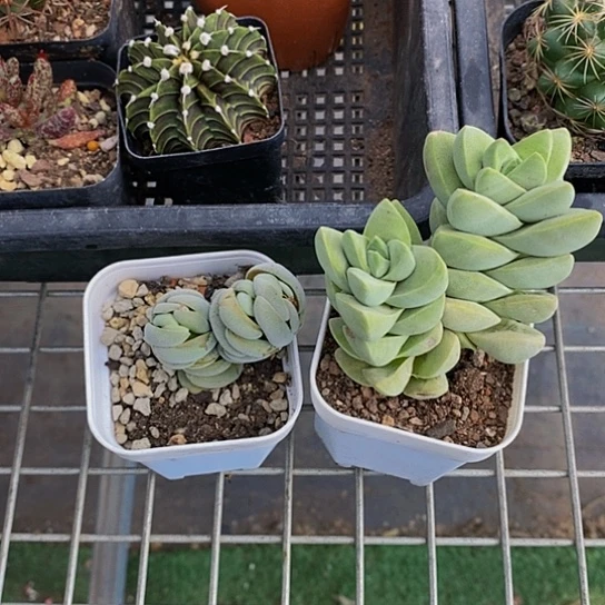 小*红伯克利和格蕾纳等著名音乐我