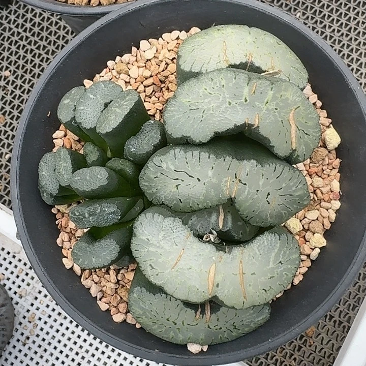 粉丝福利多肉植物  9568