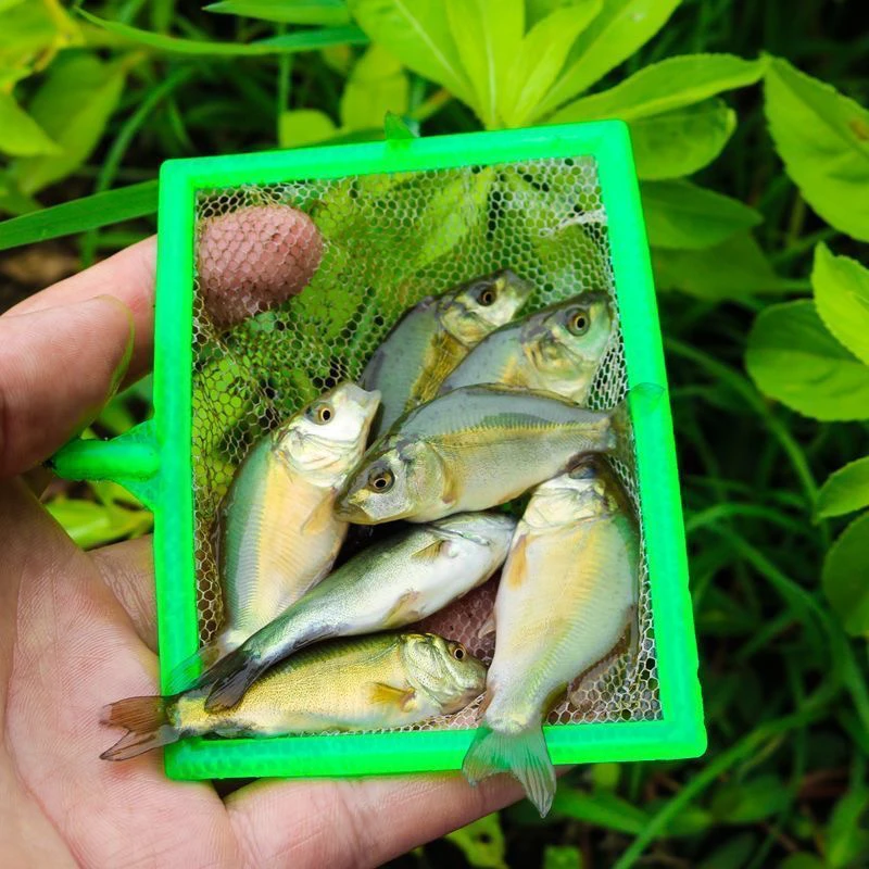 裸鲤无甲鲤鱼无鳞鱼鲜活水产活体水族可食用鱼